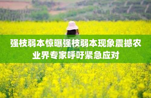 强枝弱本惊曝强枝弱本现象震撼农业界专家呼吁紧急应对