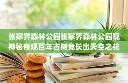 张家界森林公园张家界森林公园现神秘奇观百年古树竟长出天空之花